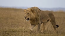 A lion in the Savanna