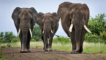 Elephants in Africa