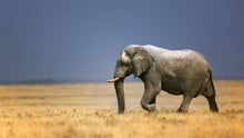 An elephant in the park in Kenya