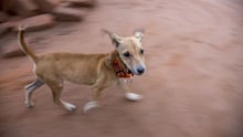 Bruno the dog in Makueni