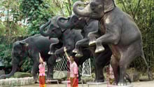 Elephants entertainement in Thailand