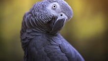 An African Grey parrot in the wild.