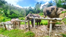 Elephants eating at ChangChill