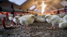 Chicken in a factory farm