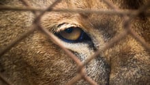 The eye of a Lion in captivity in an undisclosed location in Africa.