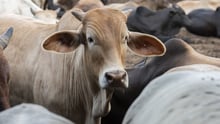 Celebrating 55 years protecting animals in disasters