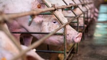 A pig in an industrial farm
