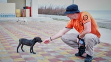 Word Animal Protection dog assisting a dog in Barbuda