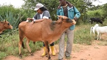 VERU member treats a cow in Makueni