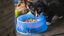 cat, Costa Rica