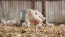 Chicks in a Keyan farm