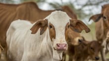 A cow in Kajiado county