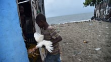 A boy rounds up his chickens into his house in the neighbourhood of Aviation, in Cap-Haitian on 7th September 2017, before the arrival of Hurricane Irma. Credit: Hector Retamal/AFP/Getty Images  