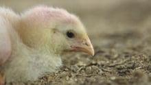 Chicken in a factory farming system