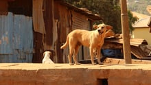 Dog n Sierraleone