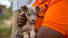 A World Animal Protection staff holding a dog