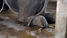 Bullhook on an elephant in Asia