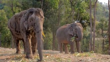 Elephants at ChangChill elephant venue in Thailand - Wildlife. Not entertainers - World Animal Protection