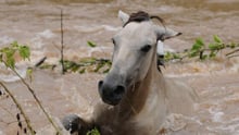 horse in floodwater