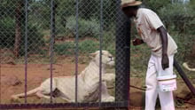 Lion in cage at tourist attraction in South Africa - World Animal Protection