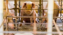 Pregnant pig in a cramped cage - Animals in farming - World Animal Protection