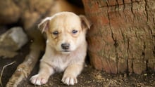 Animals in disasters Vanuatu