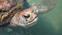 A sea turtle