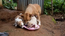 A community dog feeding with her puppies in Sierraleone