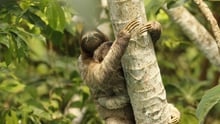 A sloth in the Amazon
