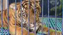 Caged tiger
