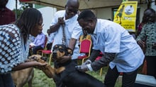 A dog been vaccinated in Ghana