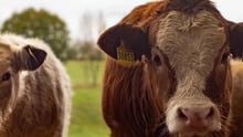 Free range Cows