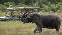 Tourist-Elephant