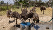 Ostrich Hero