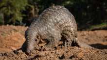 Pangolin image