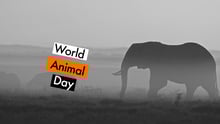 World animal day