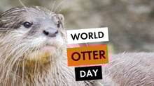 Otter Day