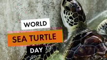 World Sea Turtle Day 2025