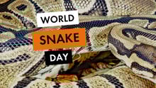 Snake Day