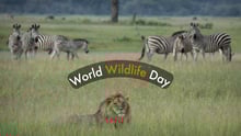Wildlife Day 26