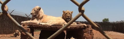 Two lions lay on an elevated rock and they are fenced in by wire.