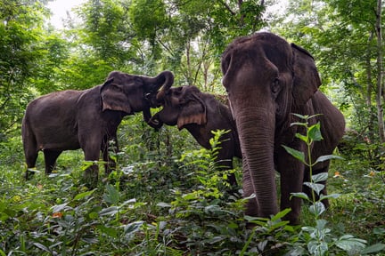 Sappraiwan Elephant Resort Sanctuary. Credit: Jittrapon Kaicome