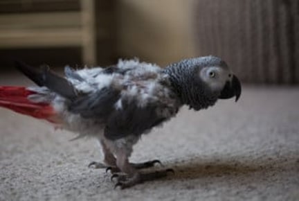 Parrot