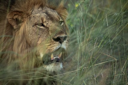 Lion image