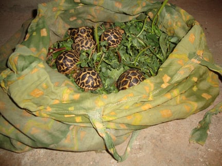 To fuel the growing market for exotic pets, thousands of animals are taken from the wild and bred in captivity every day, and these animals suffer at every stage of the supply trade.