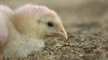 Chicken in a factory farming system