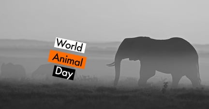 World animal day