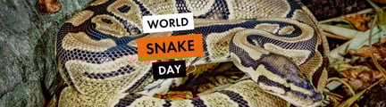 Snake Day