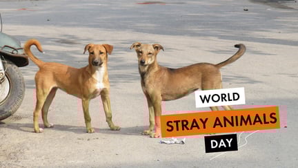 Stray dogs web