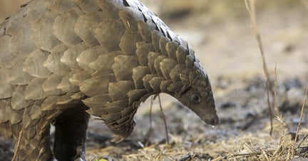 Pangolin